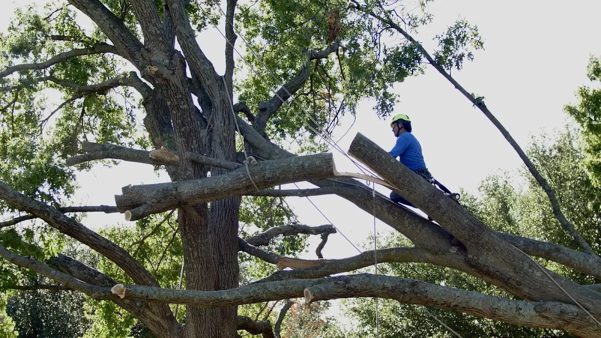 Professional Crown Thinning performed by certified arborists in Stone Harbor